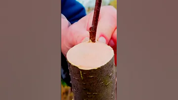 Самый простой способ прививки деревьев  Прививка за кору 11