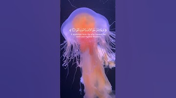 راحة نفسية  - سورة طَه 🎧 القارئ بدر النفيس