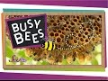 Busy bees  bumblebees and honeybees  amazing animals  scishow kids