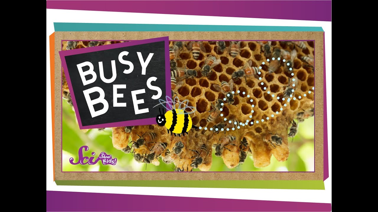 Bee Information for Kids: Bumblebee & Honey Bee Facts