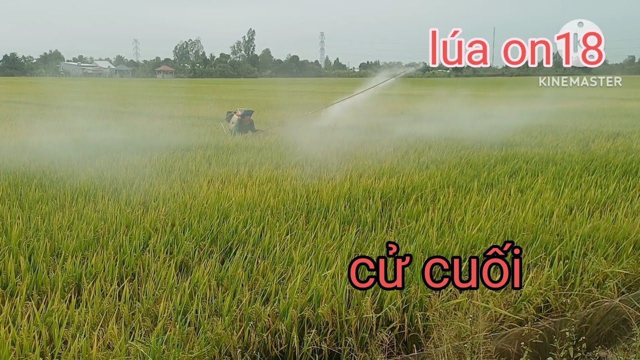 Trà lúa on18 85 ngày xịt cử cuối quá êm 
