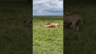 Lion & Hyna enjoying Deer #masaimara #lion #enjoy #ytshorts #shorts #youtubeshorts #viral #africa