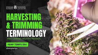 Harvesting & Trimming Terminology | Hemp Temps University | Free Cannabis Training