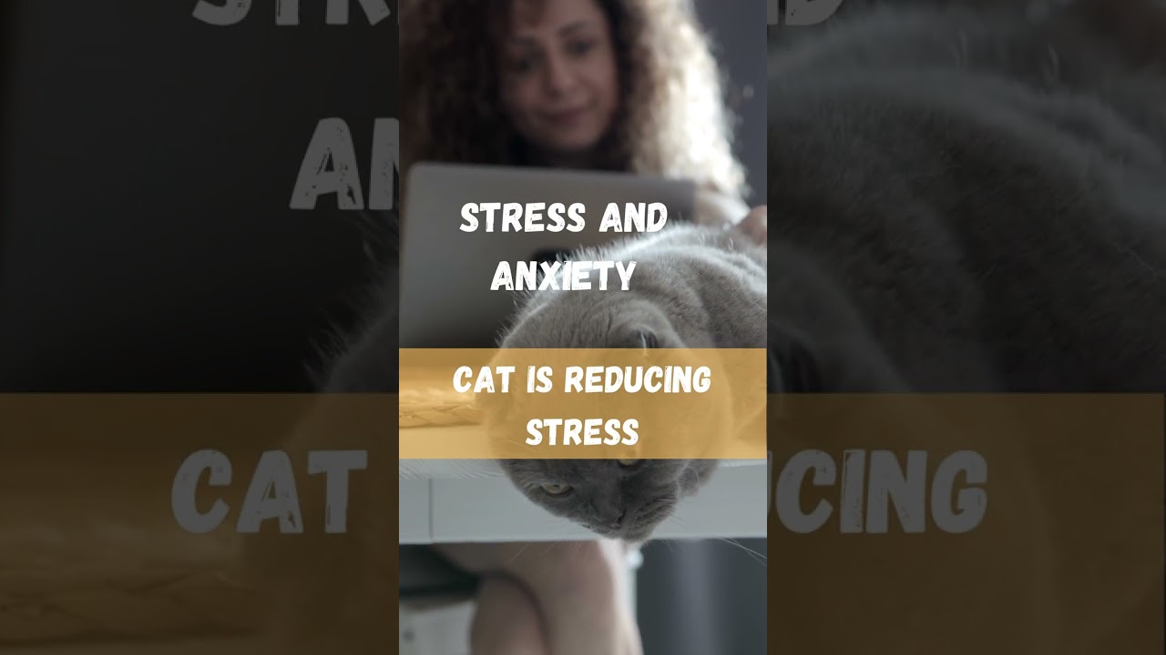 How Your Cat Can Reduce Your Stress Levels