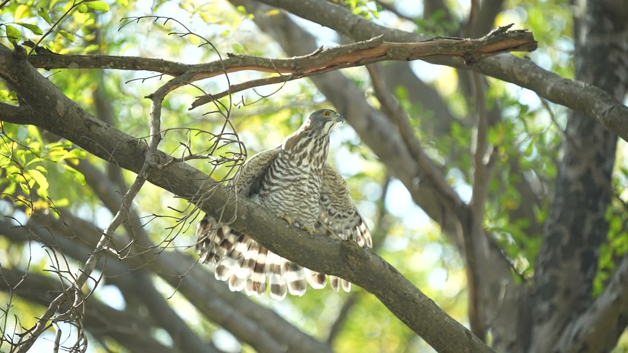 鳳頭蒼鷹(Crested Goshawk)，晾翅。
