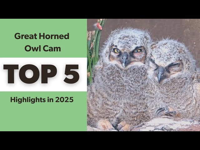 Great Horned Owl Cam: Top 5 Highlights in 2025 | Cornell Lab