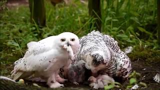 Snowy Owl family