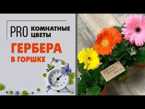 Видео: Какво означава цвете гербер?