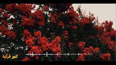 أرح قلبك 💙 أجمل حالات واتس أب قرآن كريم 🎧/ عبد الرحمن مسعد 😍 حالات انستجرام 💐🌷