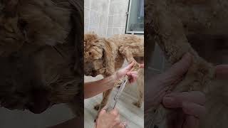 How to trim the hair on your dogs feet, Mini Labradoodle, dog grooming, no restraints