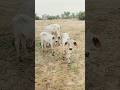 cow videos  for babies #cow #song #sorts #love #cowbabies #viralvideo #gaumata #vlog #viral #video