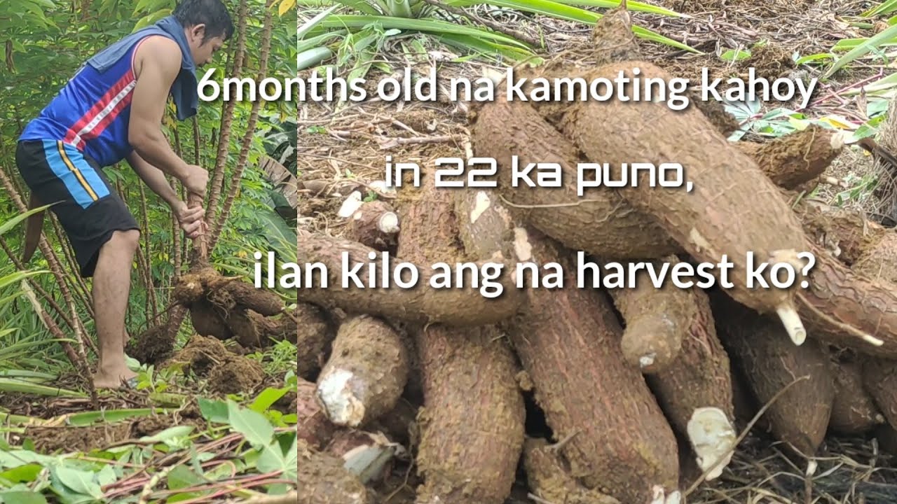 6months old na kamoteng kahoy in 22 ka Puno | ilan kilo ang na harvest ko. umabot ng 117 kilos, WOW!