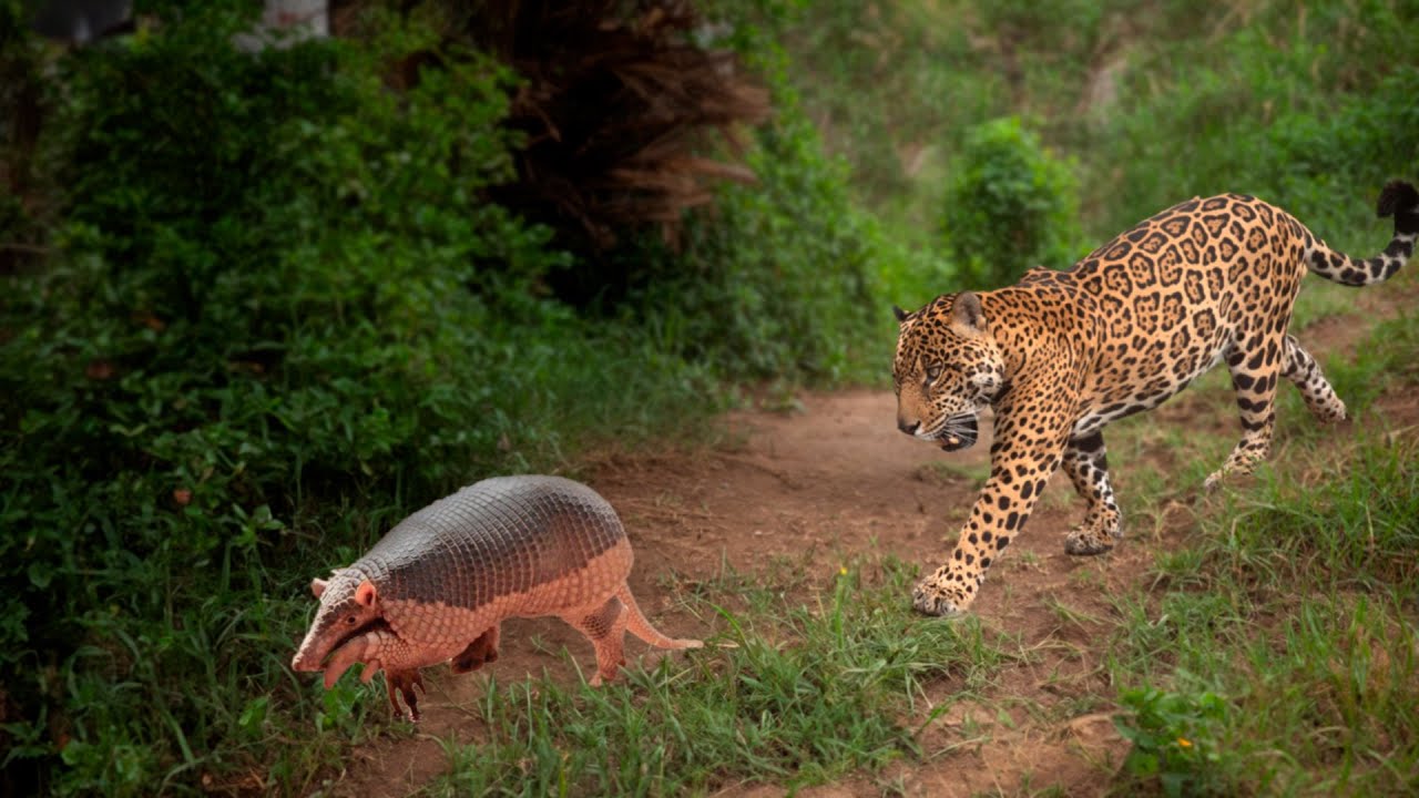 É ISSO QUE ACONTECE SE A ONÇA TENTAR ATACAR O TATU