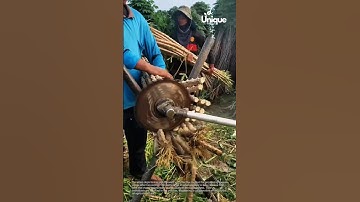 Cassava stem cutter: simple, efficient post-harvest processing