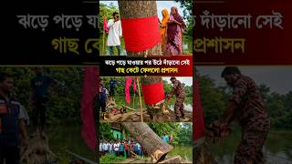 প্রশাসনের সিদ্ধান্তে কেটে ফেলা হলো আলোচিত গাছটি |Brahmanbaria| Mysterious Tree | #news #newsupdate