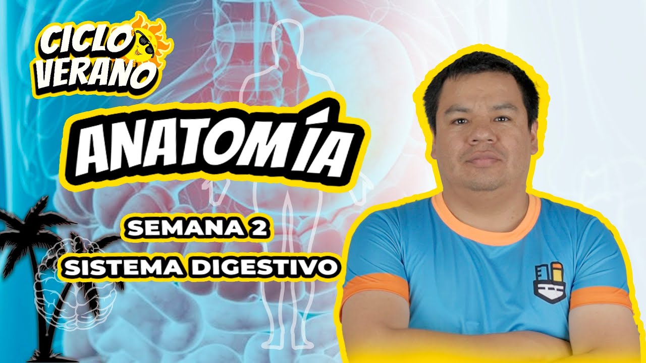 43 - SEMANA 2 -  SEMINARIO -  ANATOMÍA SISTEMA DIGESTIVOS -  17/01/2024