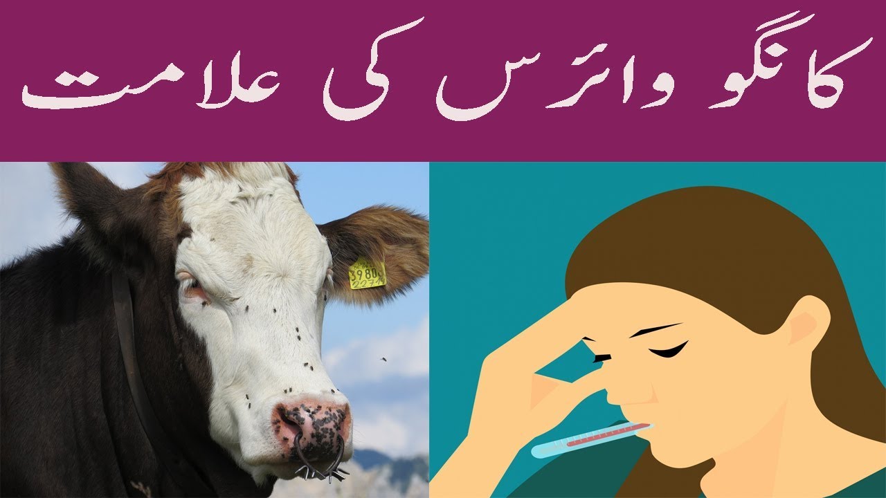 Congo Virus Ki Waja Aur Alamat Congo Virus Sign Cause And Symptoms In