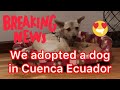 We Adopted a Dog in Cuenca Ecuador (Cuenca Ecuador 2020)