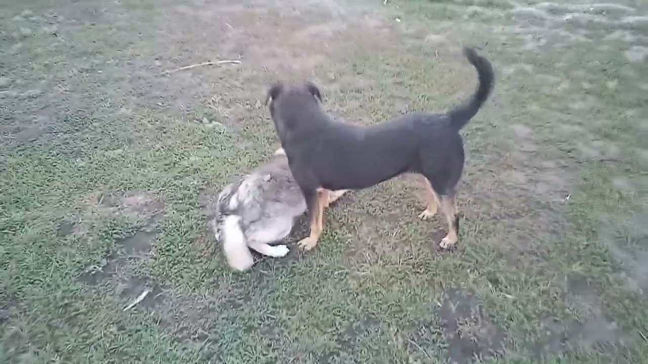 Поели, поиграли. 