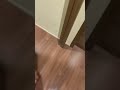 飼い主に置いてかれた愛犬の反応が可愛すぎた... #shorts