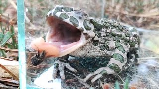 The frog eats insects flies spiders and sticks out its tongue! Slow motion shooting