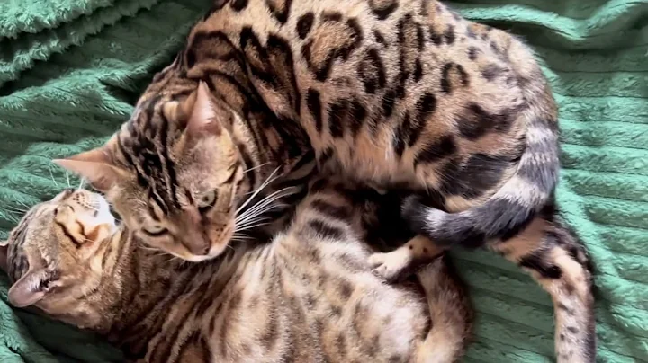 Watch the video about Cute, gentle kittens / Bengal cat breed / British breed