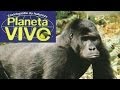 Planeta Vivo - Os Gorilas de Montanha