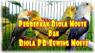 Melihat Perbedaan Biola Mouve Dan Biola Pb Euwing Mouve