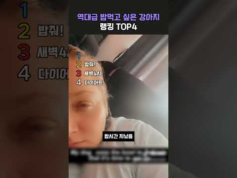 밥먹고 싶은 강아지들 랭킹 TOP4 #랭킹 #<strong>ranking</strong>