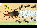 ПЕРВЫЙ ЖУК В АРМИИ! - Pocket Ants Симулятор Колонии