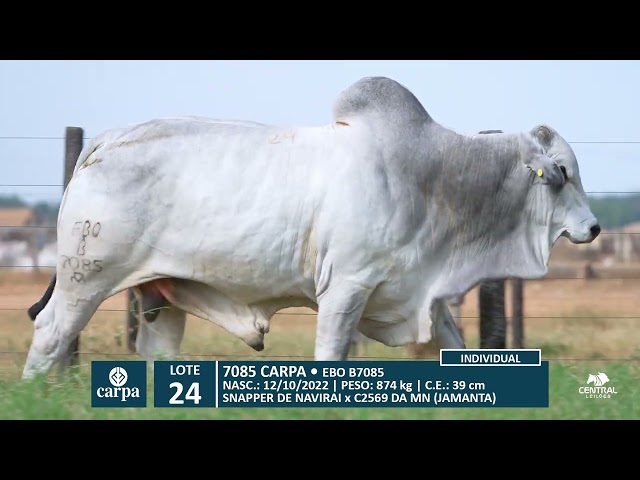 46º Mega Leilão Anual Carpa | LOTE 24