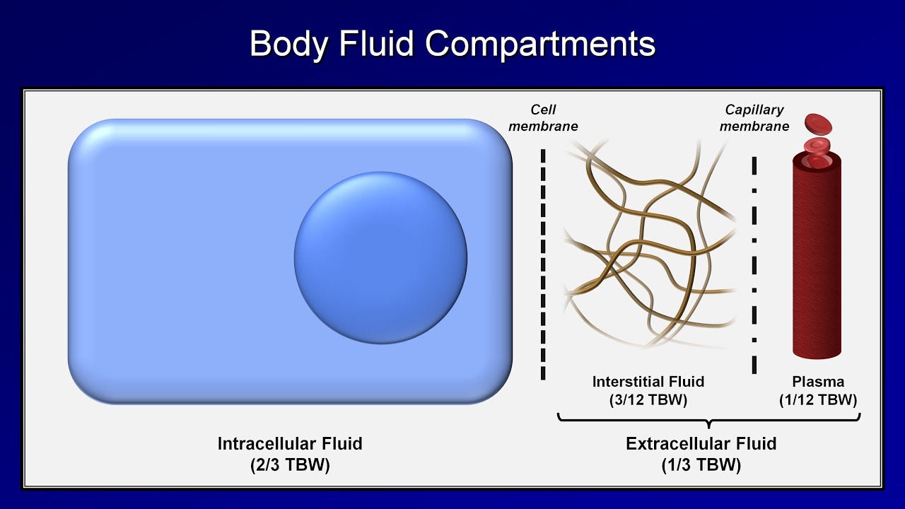 Diagram Intracellular Body Fluid Compartments Image 