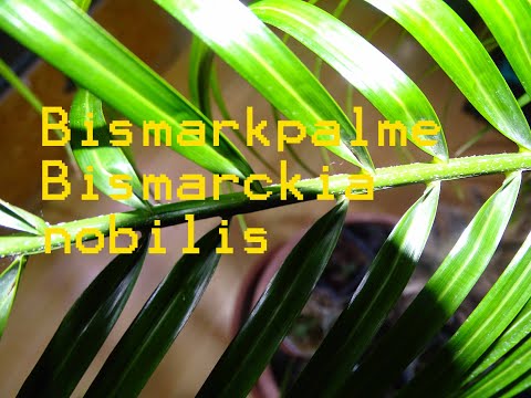 Video: Bismarckpalme