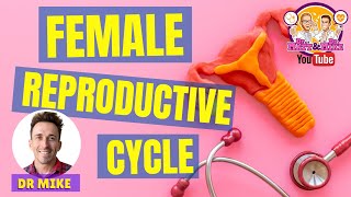 Overview of Female Reproductive Cycle