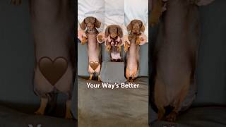 Dancing Dachshunds Love This Song minidachshund dance puppy dachshund cutepuppy cutedog dog