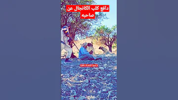تدريب كلب الكانجال التركي 