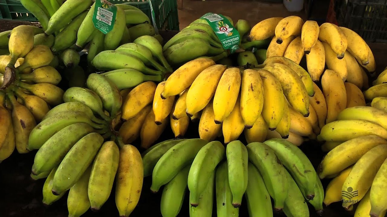 Banana orgânica