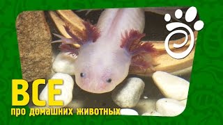 Белый Аксолотль. Все О Домашних Животных Белый Аксолотль. Все О Домашних Животных