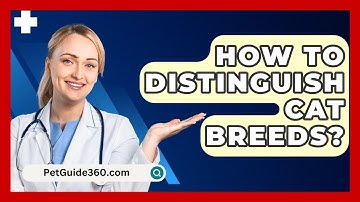 How To Distinguish Cat Breeds? - PetGuide360.com