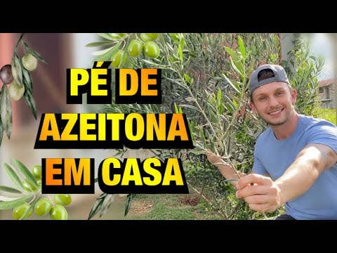 Vídeo: Como cultivar uma oliveira?