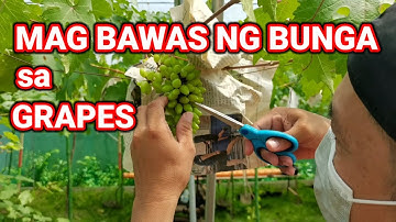 Grapes Fruit Thinning | Growing Grapes | Paano mag thinning ng grapes