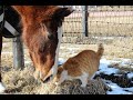 放牧地に遊びにきたメトちゃんが気になるメイショウドトウ