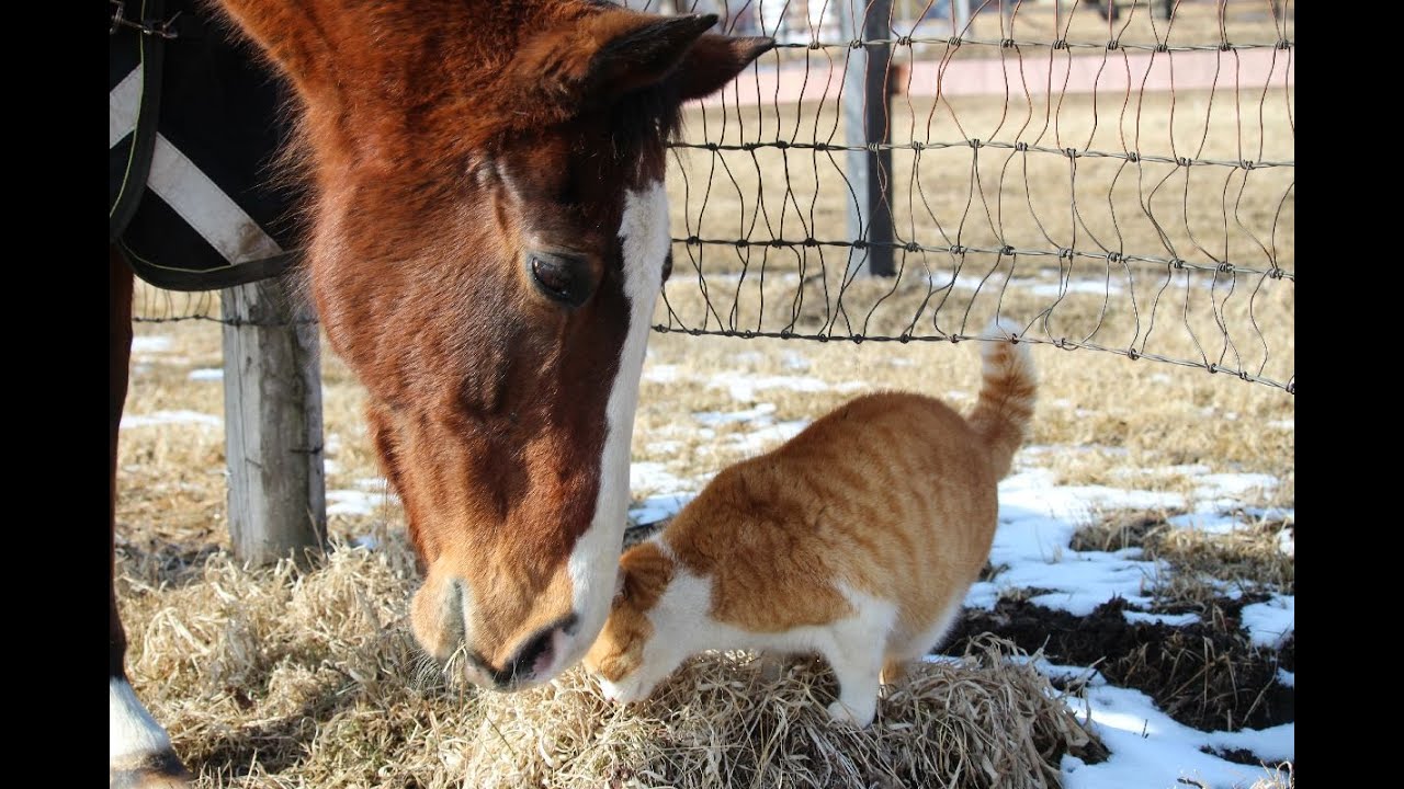 放牧地に遊びにきたメトちゃんが気になるメイショウドトウ