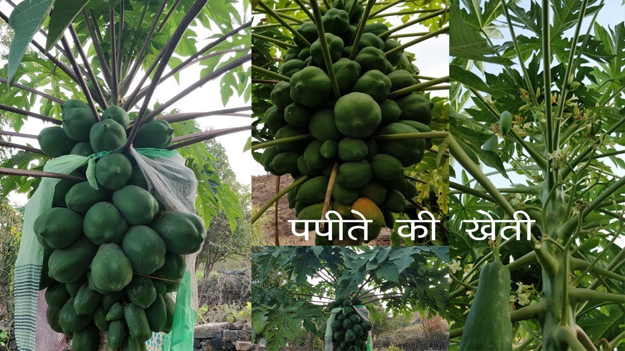 पपीते की खेती नर पोधे की जानकारी how to get more production in