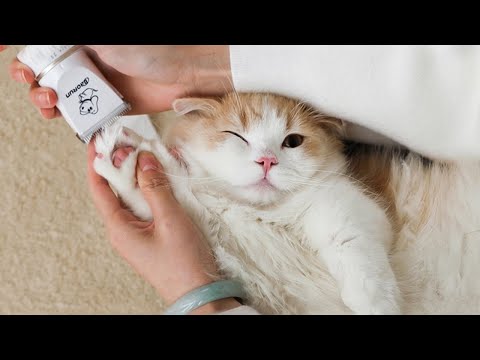[cat-live]-how-i-shave-the-fur-of-my-cats