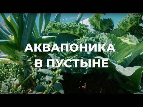 Видео: Аквапонные овощи: узнайте об овощах, которые растут вместе с рыбой