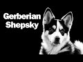 Gerberian shepsky