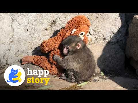 Bullied Baby Monkey Punch Only Had a Toy as His Friend—Until Now | HAPP