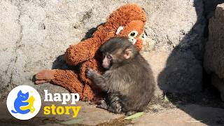 Download Lagu Bullied Baby Monkey Punch Only Had a Toy as His Friend—Until Now | HAPP MP3