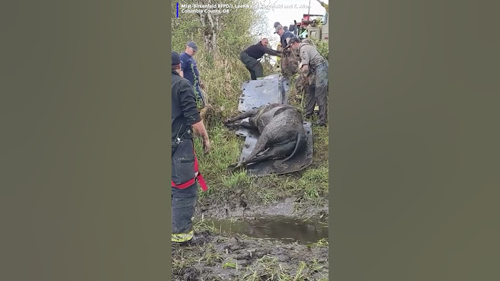 Crews worked together to rescue Ruby the cow after she became stuck up to her neck in mud.